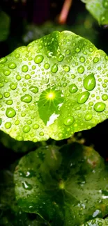 Dew-covered green leaves wallpaper for phones.