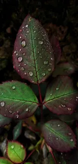 Close-up of dewy green and red leaves on a dark background.