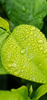 Close-up of vibrant green leaves with dewdrops.