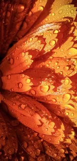 Closeup of orange flower petals with dewdrops.