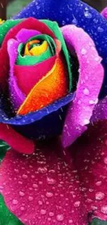 Vibrant rainbow rose with dewdrops in purple and green hues.