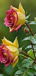 Close-up of vibrant roses with dew drops on petals.