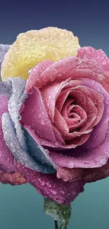 Vibrant multicolored rose with dewy petals set against a gradient background.