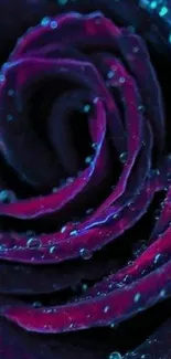 Close-up of a dewy purple rose, with vibrant colors and intricate details.