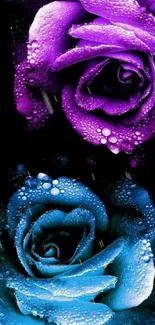 Vibrant purple and blue roses with dewdrops on a black background.