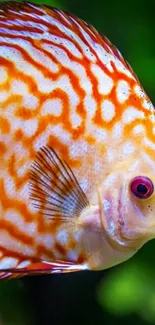 Vibrant orange discus fish with patterns on green background.