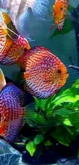 Colorful discus fish swimming in an aquarium with green plants.