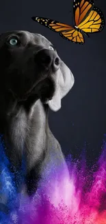 Gray dog with butterfly and colorful splashes mobile wallpaper.