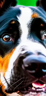 Close-up of a vibrant dog with expressive eyes and colorful fur.