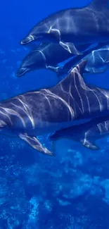 Dolphins swimming in vibrant blue ocean waters, showcasing marine elegance.