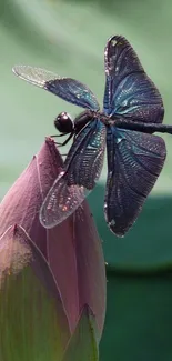 Vibrant dragonfly on budding flower with green backdrop.