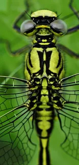 Close-up of a vibrant yellow dragonfly with detailed wings on green background.