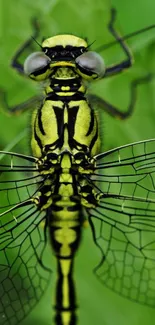 Close-up of a vibrant dragonfly with detailed wings on a green background.