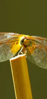 Close-up of a dragonfly perched on a stick with shimmering wings.