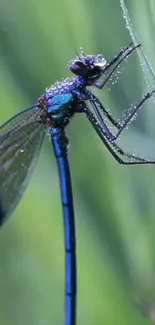 Close-up of a vibrant dragonfly with dewy wings against a green background.