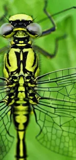 Close-up of a dragonfly showcasing its detailed wings on a green backdrop.