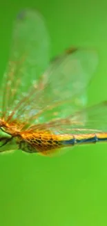 Dragonfly resting on a green background.