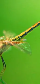 Close-up of vibrant dragonfly on green background.