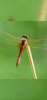 Vibrant red dragonfly perched on a stick with a lush green background.