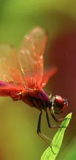 Dragonfly perched on a leaf with vibrant colors.