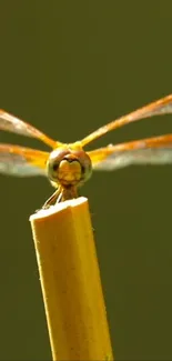 Dragonfly perched on a stick with a green background.