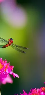 Dragonfly hovering over pink flowers with green blurred background.