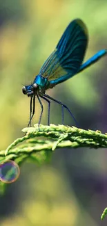 Vibrant dragonfly resting on green leaves with a blurred background.