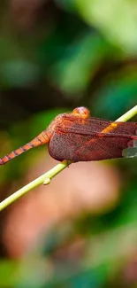 Vibrant dragonfly perched on a green stem with a lush backdrop.