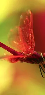 Vibrant red dragonfly on a blurred colorful background.