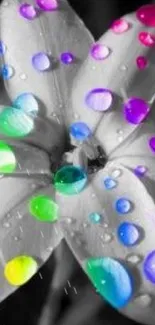 Colorful droplets on a black and white flower mobile wallpaper.