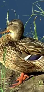 Brown duck resting by the water with tall grass.