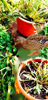 Duck amongst green plants and rustic pots in a garden scene.