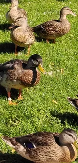 A group of ducks walking across a sunlit grassy field on a sunny day.