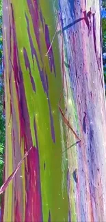 Vibrant eucalyptus tree trunk with colorful bark