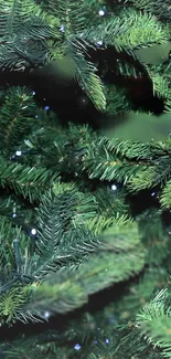 Closeup of vivid evergreen branches with lush foliage.