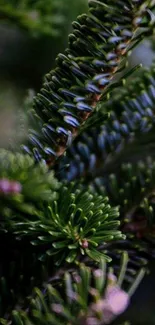 Close-up of lush green pine branches, evoking natural beauty.