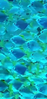 Vibrant school of exotic blue fish wallpaper scene.