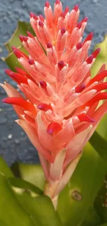 Vibrant bromeliad flower with orange petals against green leaves and a blue wall.