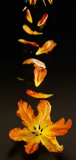 Orange flower petals cascading on a dark background, vibrant and elegant.