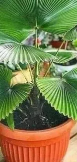 Vibrant fan palm in terracotta pot wallpaper.