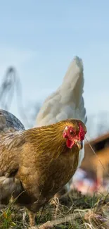 A farm chicken on grass with blue sky background, perfect for nature-themed mobile wallpaper.