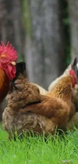 Vibrant rooster with hens on grassy farm.