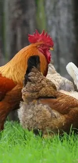 Colorful chickens in a grassy farm scene.