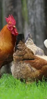 Vibrant chickens on green grass in a serene farmyard setting.