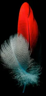 Vibrant red and blue feather art wallpaper.