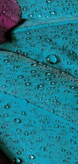 Turquoise feather with water droplets wallpaper.