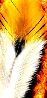 Vibrant wallpaper featuring a fiery feather.