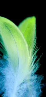 Green and blue feathers against a black background for mobile wallpaper.