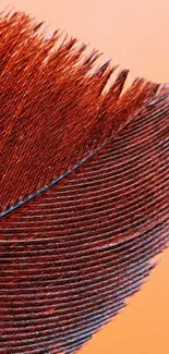 Close-up of a vibrant feather with orange background.