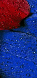 Blue and red feather texture wallpaper with droplets.